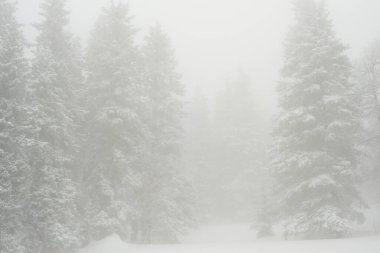 Karla kaplı, kozalaklı, beyaz orman, kar yağışlı bir gecenin ardından ve turistler yol boyunca büyük sırt çantalarıyla yürüyorlar.