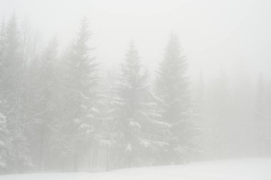 Karla kaplı, kozalaklı, beyaz orman, kar yağışlı bir gecenin ardından ve turistler yol boyunca büyük sırt çantalarıyla yürüyorlar.