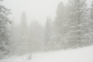 Karla kaplı, kozalaklı, beyaz orman, kar yağışlı bir gecenin ardından ve turistler yol boyunca büyük sırt çantalarıyla yürüyorlar.