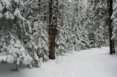 Karla kaplı, kozalaklı, beyaz orman, kar yağışlı bir gecenin ardından ve turistler yol boyunca büyük sırt çantalarıyla yürüyorlar.