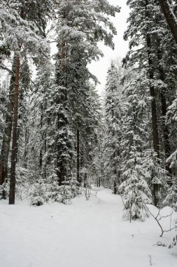 Karla kaplı, kozalaklı, beyaz orman, kar yağışlı bir gecenin ardından ve turistler yol boyunca büyük sırt çantalarıyla yürüyorlar.