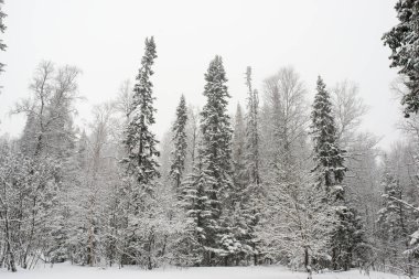 Karla kaplı, kozalaklı, beyaz orman, kar yağışlı bir gecenin ardından ve turistler yol boyunca büyük sırt çantalarıyla yürüyorlar.