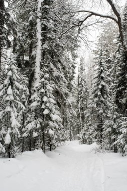Karla kaplı, kozalaklı, beyaz orman, kar yağışlı bir gecenin ardından ve turistler yol boyunca büyük sırt çantalarıyla yürüyorlar.