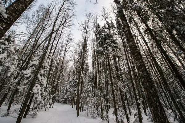 Bosque Blanco Cubierto Nieve Coníferas Después Una Noche Nevadas Turistas — Foto de Stock