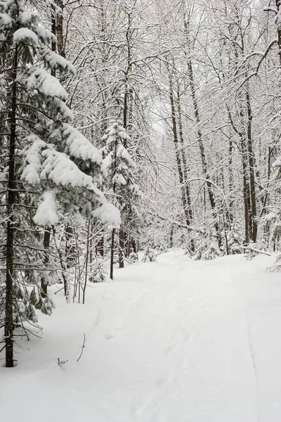 Bosque Blanco Cubierto Nieve Coníferas Después Una Noche Nevadas Turistas — Foto de Stock