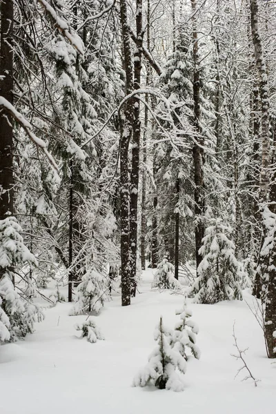 Bosque Blanco Cubierto Nieve Coníferas Después Una Noche Nevadas Turistas — Foto de Stock