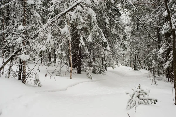 Bosque Blanco Cubierto Nieve Coníferas Después Una Noche Nevadas Turistas — Foto de Stock