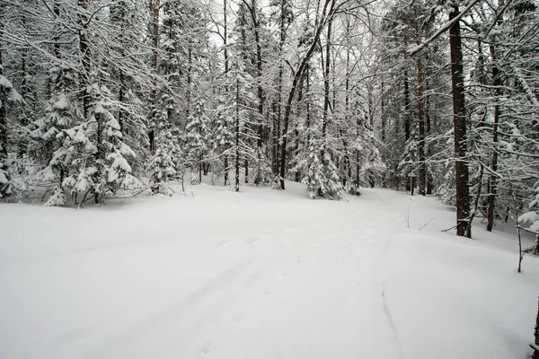 Bosque Blanco Cubierto Nieve Coníferas Después Una Noche Nevadas Turistas — Foto de Stock