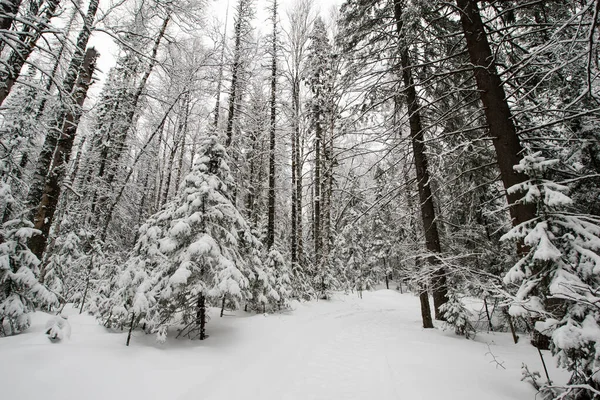 Bosque Blanco Cubierto Nieve Coníferas Después Una Noche Nevadas Turistas — Foto de Stock