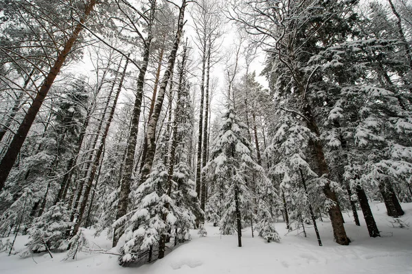 Bosque Blanco Cubierto Nieve Coníferas Después Una Noche Nevadas Turistas — Foto de Stock