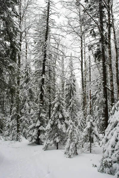 Bosque Blanco Cubierto Nieve Coníferas Después Una Noche Nevadas Turistas — Foto de Stock