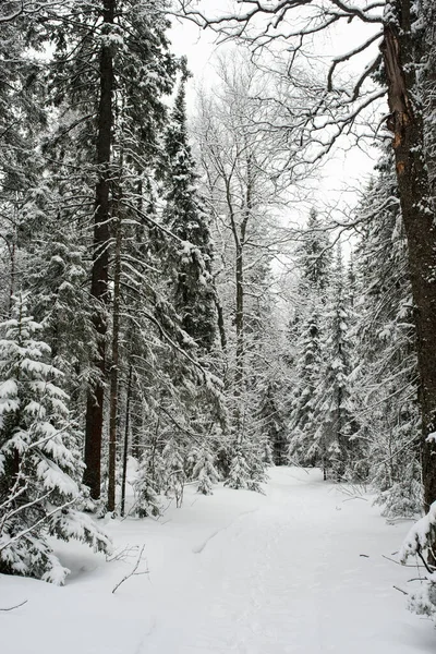 Bosque Blanco Cubierto Nieve Coníferas Después Una Noche Nevadas Turistas — Foto de Stock