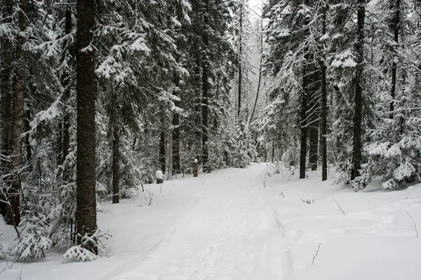 Покрытый Снегом Хвойный Белый Лес После Ночи Снегопада Туристов Идущих — стоковое фото