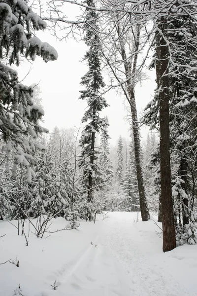 Bosque Blanco Cubierto Nieve Coníferas Después Una Noche Nevadas Turistas — Foto de Stock