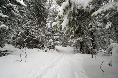 Karla kaplı, kozalaklı, beyaz orman, kar yağışlı bir gecenin ardından ve turistler yol boyunca büyük sırt çantalarıyla yürüyorlar.
