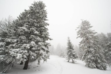 Karla kaplı, kozalaklı, beyaz orman, kar yağışlı bir gecenin ardından ve turistler yol boyunca büyük sırt çantalarıyla yürüyorlar.