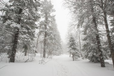 Karla kaplı, kozalaklı, beyaz orman, kar yağışlı bir gecenin ardından ve turistler yol boyunca büyük sırt çantalarıyla yürüyorlar.