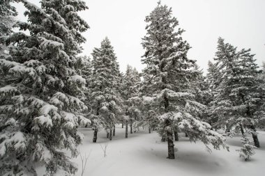 Karla kaplı, kozalaklı, beyaz orman, kar yağışlı bir gecenin ardından ve turistler yol boyunca büyük sırt çantalarıyla yürüyorlar.