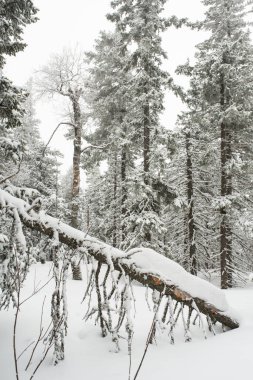 Karla kaplı, kozalaklı, beyaz orman, kar yağışlı bir gecenin ardından ve turistler yol boyunca büyük sırt çantalarıyla yürüyorlar.