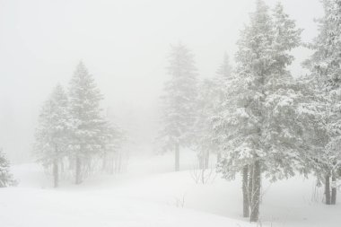 Karla kaplı, kozalaklı, beyaz orman, kar yağışlı bir gecenin ardından ve turistler yol boyunca büyük sırt çantalarıyla yürüyorlar.