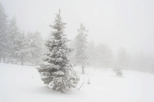 snow-covered, coniferous, white forest, after a night of snowfall and tourists walking with huge backpacks along the path winding among the firs