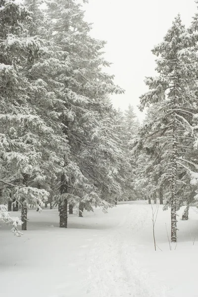 Bosque Blanco Cubierto Nieve Coníferas Después Una Noche Nevadas Turistas — Foto de Stock