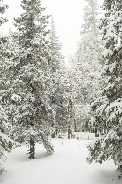 Bosque Blanco Cubierto Nieve Coníferas Después Una Noche Nevadas Turistas — Foto de Stock