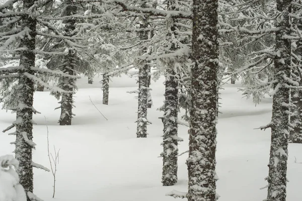 Pokryty Śniegiem Iglasty Biały Las Nocy Opadów Śniegu Turystów Spacerujących — Zdjęcie stockowe