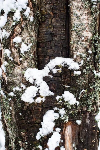 Заснеженный Ствол Дерева Заросший Мхом Лишайником — стоковое фото