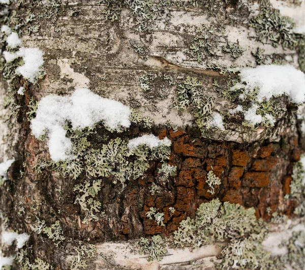 Заснеженный Ствол Дерева Заросший Мхом Лишайником — стоковое фото