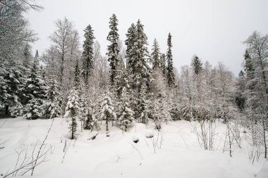 Taganay Ulusal Parkı 'nın karla kaplı kozalaklı ormanları