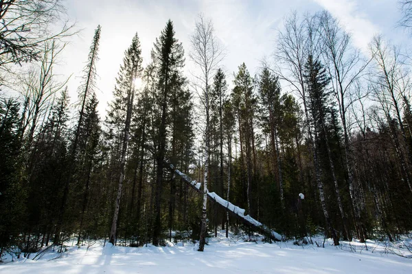 Zasněžené Jehličnaté Lesy Národního Přírodního Parku Taganay — Stock fotografie