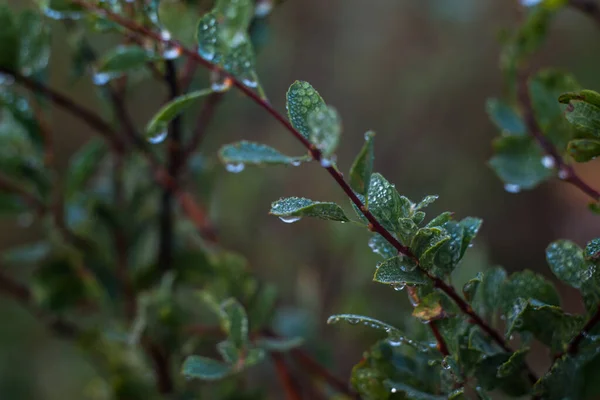 清晨雾蒙蒙的清晨 草上积满了露珠 灌木丛生 — 图库照片