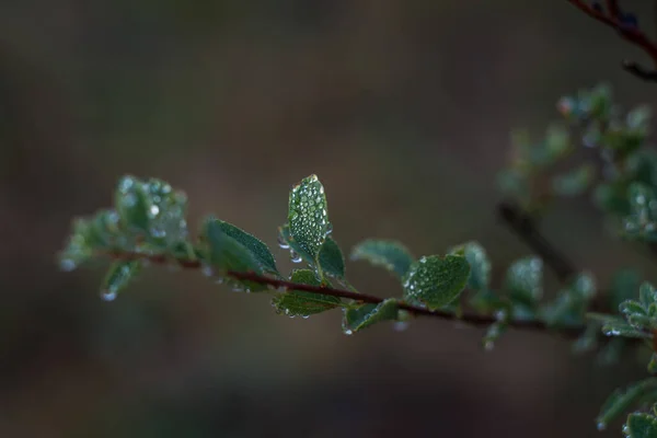 清晨雾蒙蒙的清晨 草上积满了露珠 灌木丛生 — 图库照片