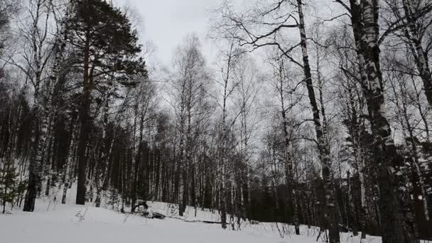 Rövid Téli Nap Végéhez Közeledik Erős Szél Fúj Nyírfa Erdőben — Stock videók