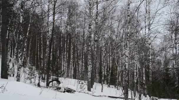 短い冬の日が近づいてきています強い風が白樺の森を吹いています — ストック動画