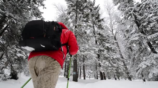 Besneeuwde Sparren Winterbos Een Mannelijke Toerist Gaat Met Een Rugzak — Stockvideo