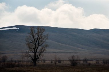 Gün batımında yıkanan dağlar ve tarlada duran yalnız bir ağaç.