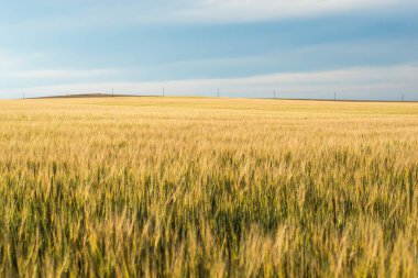 Üstünde fırtınalı bir gökyüzü olan altın buğday tarlası.