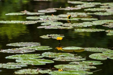 Sarı nilüferlerin yetiştiği sessiz bir nehir havuzu.