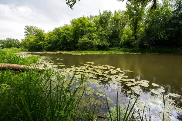 黄色の睡蓮が育つ静かな川のプール — ストック写真