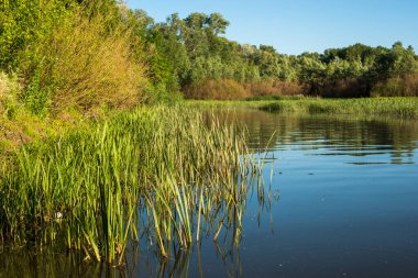 Sazlıklarla kaplanmış bir nehrin kıyısında ılık bir yaz günü.