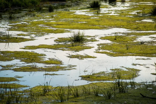 Warm Summer Day Banks River Overgrown Reeds — Stock Photo, Image