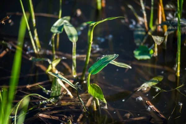 Warm Summer Day Banks River Overgrown Reeds — Stock Photo, Image