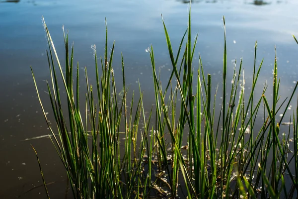 Egy Meleg Nyári Nap Parton Egy Folyó Benőtt Nád — Stock Fotó