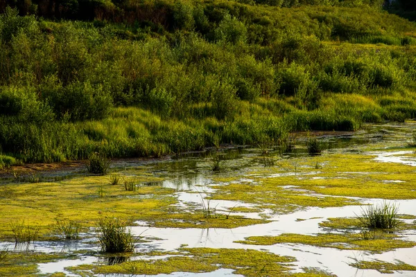 葦が生い茂る川のほとりでの暖かい夏の日 — ストック写真
