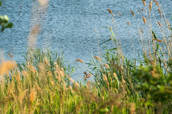 暖かい夏です湖畔の葦はすでに黄色に変わり始めていますアヒルが泳いでいます — ストック写真