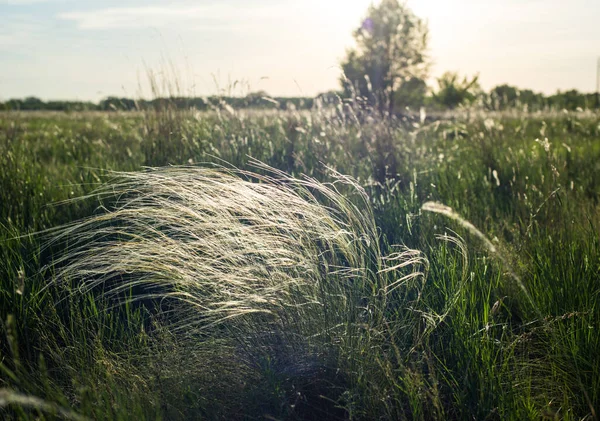 Una Tranquila Tarde Verano Campo Hierba Está Segando Sol Pone — Foto de Stock