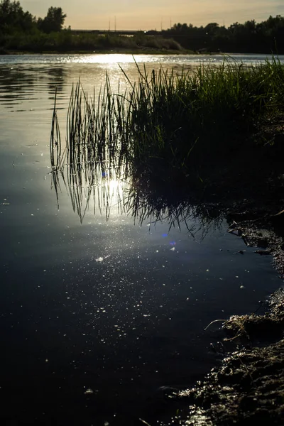 Egy Meleg Nyári Nap Parton Egy Folyó Benőtt Nád — Stock Fotó