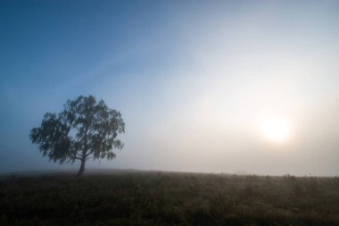 Alçak dağlarda sisli bir yaz şafağı